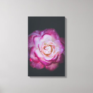 Fuchsia rose canvas print