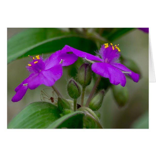 Fuchsia Spiderwort Twins Wildflower Gifts  Apparel (Front Horizontal)
