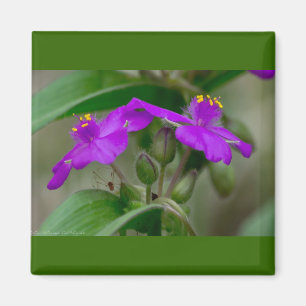 Fuchsia Spiderwort Twins Wildflower Gifts  Apparel Magnet