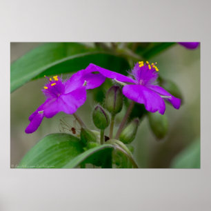 Fuchsia Spiderwort Twins Wildflower Poster