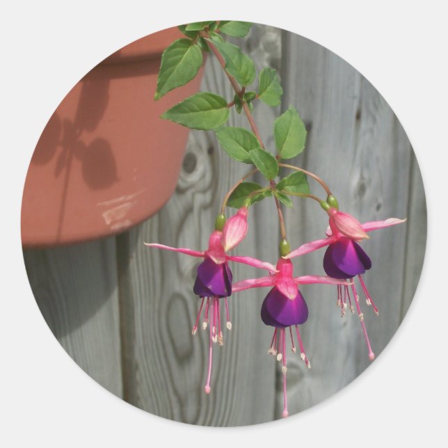 Fuchsia Stickers (Front)