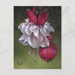 Fuchsias Postcard