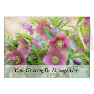 Full Bloom - Hellebores!