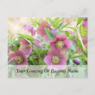 Full Bloom - Hellebores! Postcard