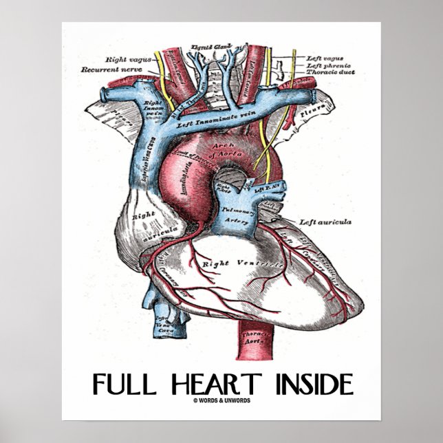 Full Heart Inside (Anatomical Illustration) Poster (Front)