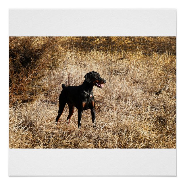 full in field poster (Front)