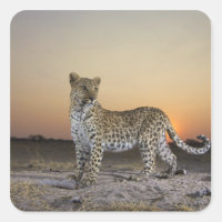 Full length view  of  Leopard (Panthera pardus)