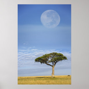 Full moon above acacia trees, Masai Mara, Poster