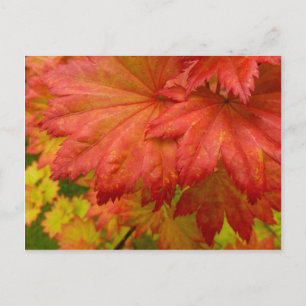 Full Moon Maple Leaves Postcard