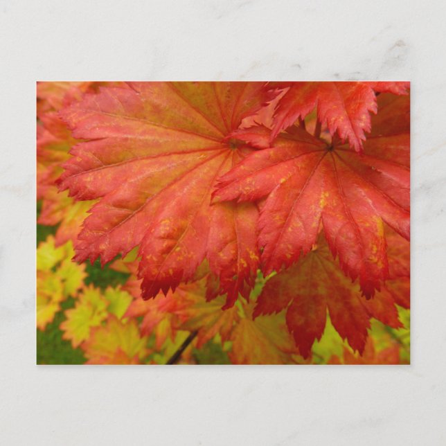 Full Moon Maple Leaves Postcard (Front)