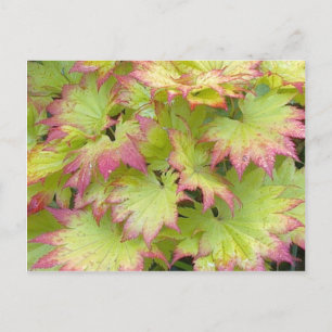 Full Moon Maple Postcard