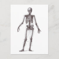 Full Skeleton