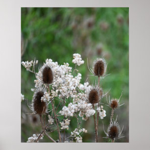Fuller's Teasel Plant Poster