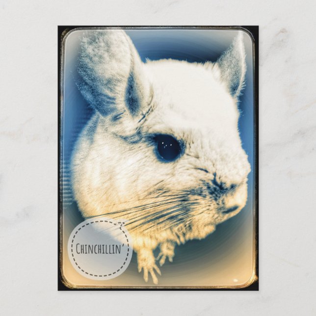 FullSizeRender Chinchillin Postcard (Front)