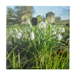 Fully Bloomed Churchyard Snowdrops - Ceramic Tile