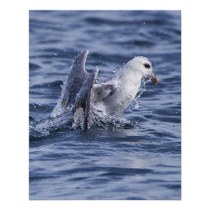 Fulmar nature photo poster