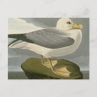 Fulmar Petrel Postcard