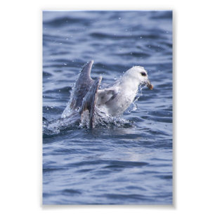 Fulmar rising to the surface photo print