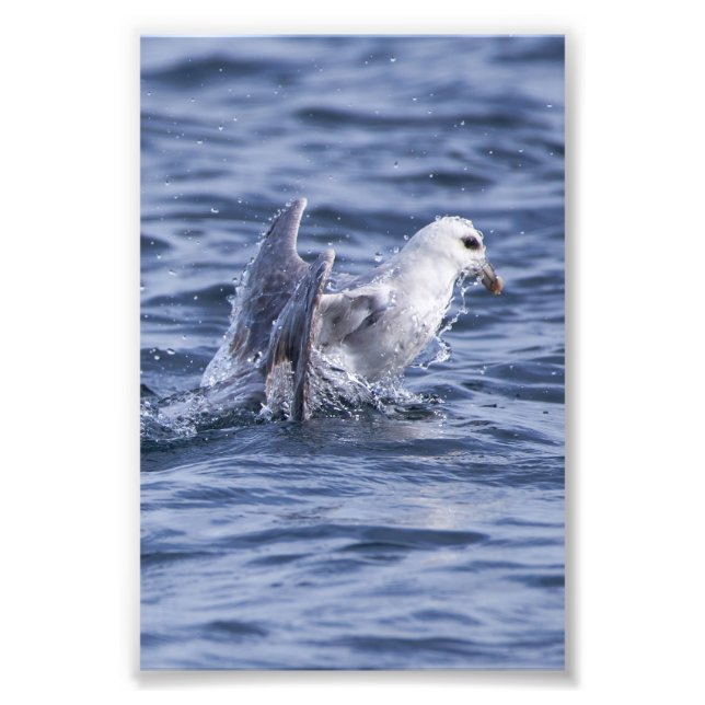 Fulmar rising to the surface  photo print (Front)