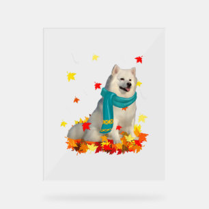 Fun American Eskimo Thanksgiving Autumn Dog Lover  Acrylic Sign