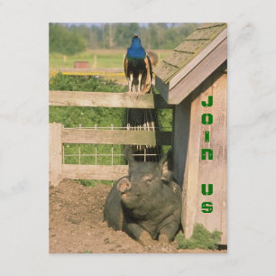 FUN BARNYARD FARM PARTY PEACOCK & HOG INVITATION