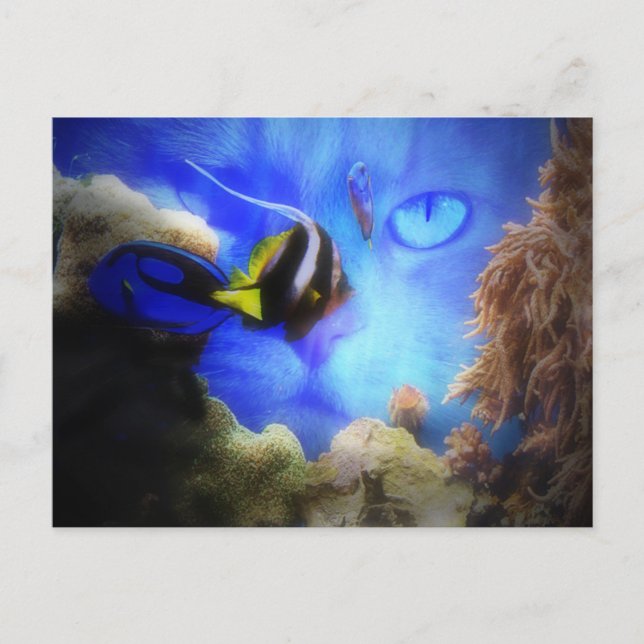 Fun Cat and Fish Postcard (Front)