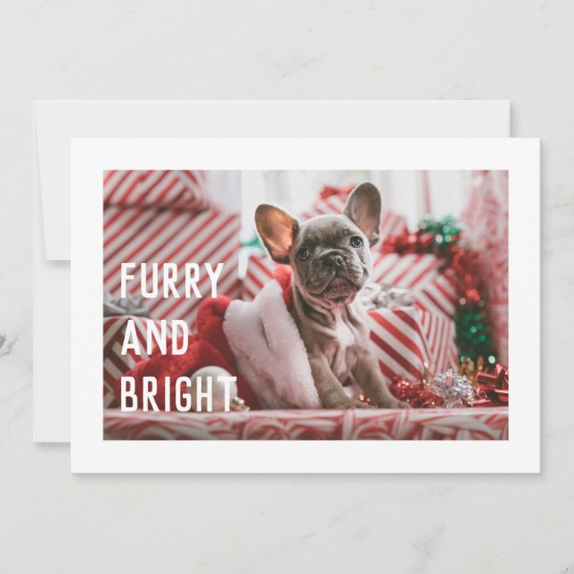 Fun Furry and Bright Modern Pet Pun Holiday Card (Front)