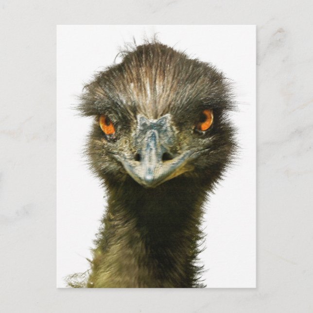 Fun Glaring Emu Close Up Postcard (Front)