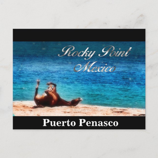 Fun In The Sun Postcard (Front)