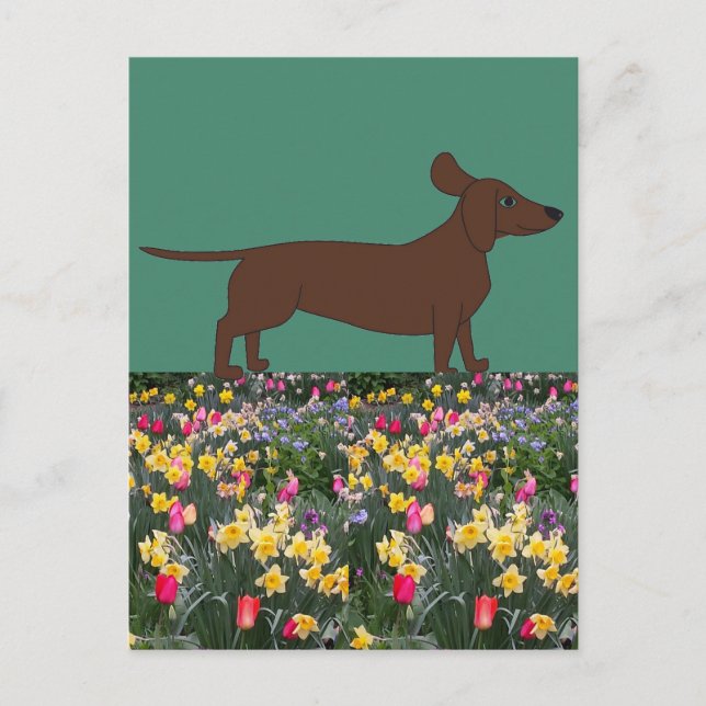 Fun Postcards with Dachshund and Flower Field (Front)