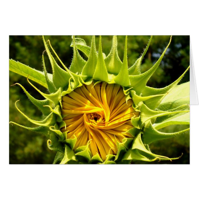 Fun yellow floral Sunflower (Front Horizontal)
