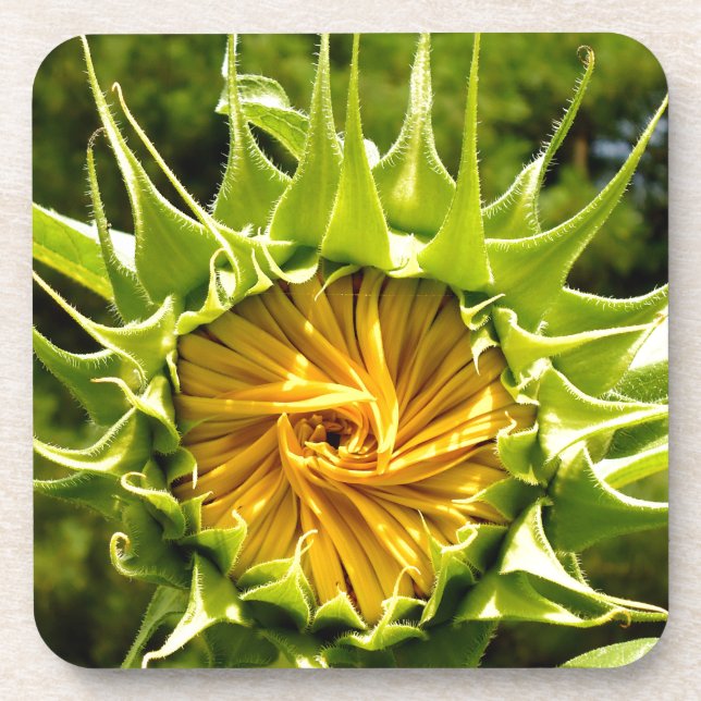 Fun yellow floral Sunflower Coaster (Front)