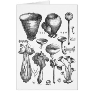 Fungi
