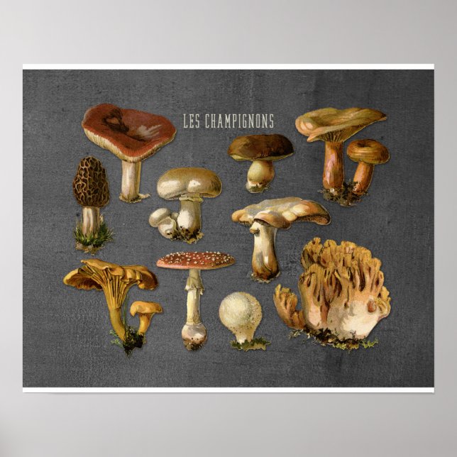 Fungi Art, Botanical Mushroom Print, Kitchen Decor (Front)