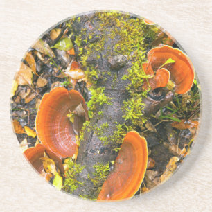 Fungi Growing On Branches, The Knysna-Amatole Coaster