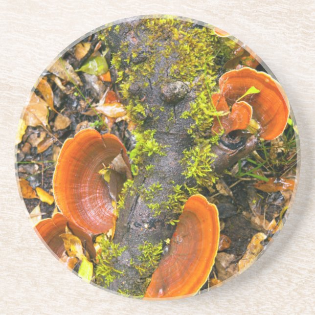 Fungi Growing On Branches, The Knysna-Amatole Coaster (Front)