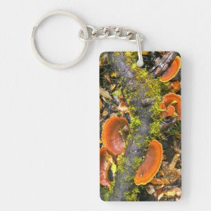 Fungi Growing On Branches, The Knysna-Amatole Keychain