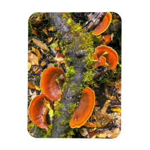 Fungi Growing On Branches, The Knysna-Amatole Magnet