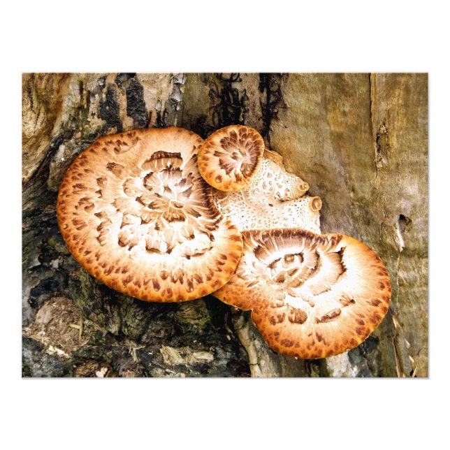 FUNGI    PHOTO PRINT (Front)