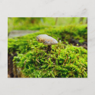 Fungi postcard
