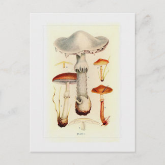 Fungi Postcard
