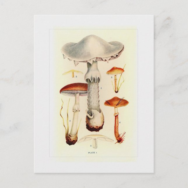 Fungi Postcard (Front)