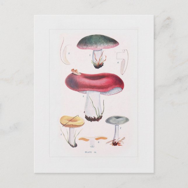 Fungi Postcard (Front)
