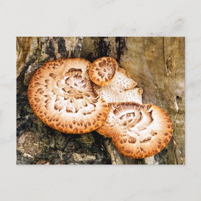 FUNGI POSTCARD (Front)