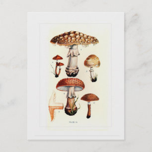 Fungi Postcard