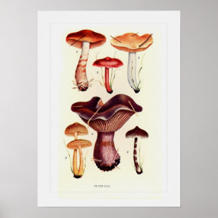 Fungi Poster