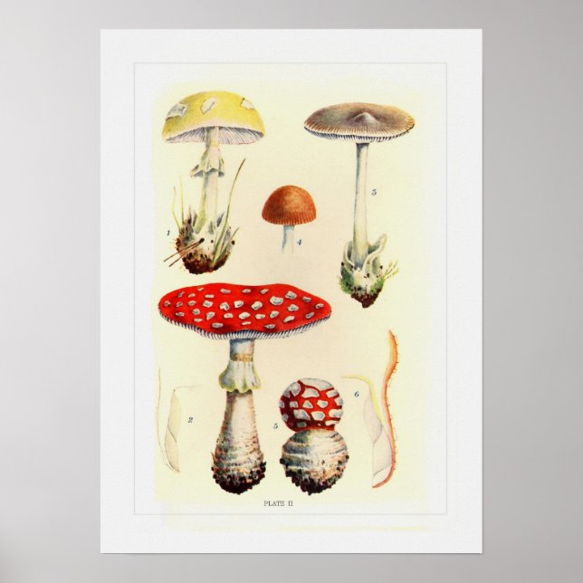 Fungi Poster (Front)
