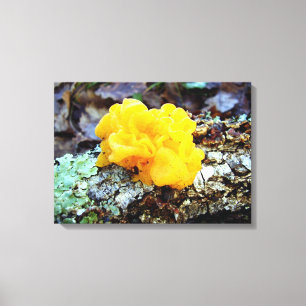Fungi Tremella Mesenterica Canvas Print
