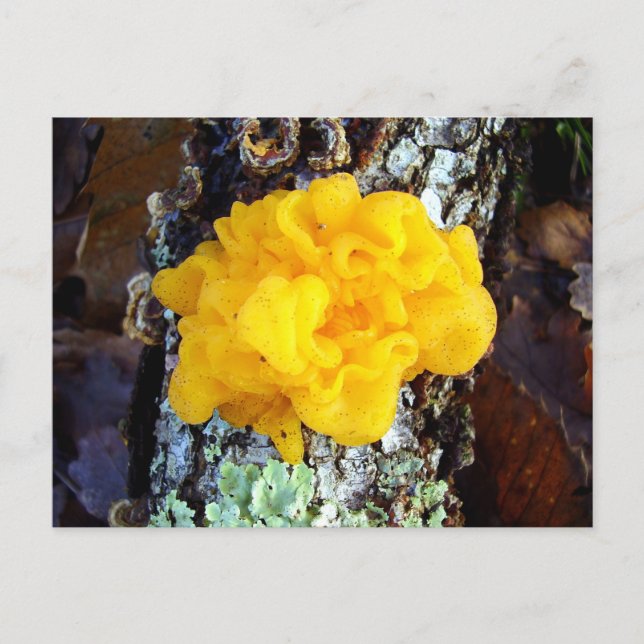 Fungi Tremella Mesenterica Carte postale (Devant)