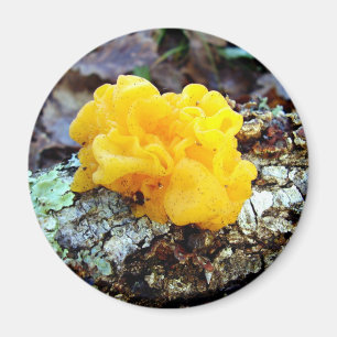 Fungi Tremella Mesenterica Mushroom Magnet